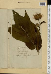 Inula helenium L., Eastern Europe, Lithuania (E2a) (Lithuania)