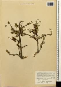 Cotoneaster suavis Pojark., Caucasus, Azerbaijan (K6) (Azerbaijan)