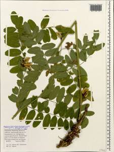 Astragalus glycyphylloides DC., Caucasus, Stavropol Krai, Karachay-Cherkessia & Kabardino-Balkaria (K1b) (Russia)