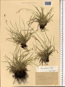 Carex pediformis C.A.Mey., Eastern Europe, Middle Volga region (E8) (Russia)