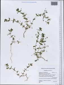 Lysimachia arvensis subsp. arvensis, Middle Asia, Northern & Central Tian Shan (M4) (Kyrgyzstan)