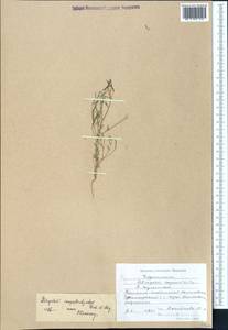 Astragalus campylorhynchus Fischer & C. A. Meyer, Middle Asia, Western Tian Shan & Karatau (M3) (Kyrgyzstan)