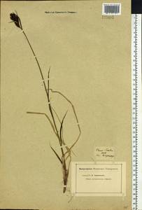 Carex gmelinii Hook. & Arn., Siberia, Chukotka & Kamchatka (S7) (Russia)