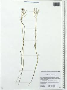 Cardamine pratensis L., Siberia, Baikal & Transbaikal region (S4) (Russia)