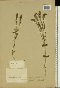 Veronica prostrata L., Middle Asia, Caspian Ustyurt & Northern Aralia (M8) (Kazakhstan)