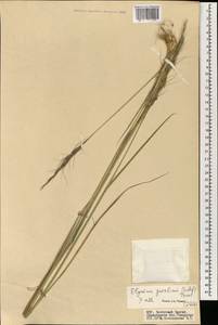Elymus gmelinii (Trin.) Tzvelev, Mongolia (MONG) (Mongolia)
