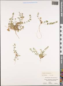 Astragalus contortuplicatus L., Eastern Europe, Rostov Oblast (E12a) (Russia)