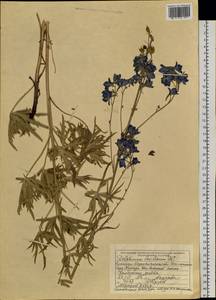 Delphinium laxiflorum DC., Siberia, Western (Kazakhstan) Altai Mountains (S2a) (Kazakhstan)