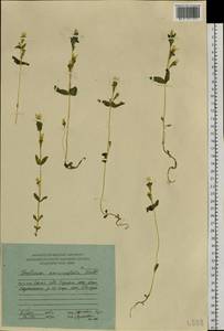 Gentianella auriculata (Pall.) J. M. Gillett, Siberia, Chukotka & Kamchatka (S7) (Russia)