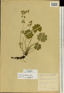 Alchemilla hebescens Juz., Eastern Europe, Moscow region (E4a) (Russia)