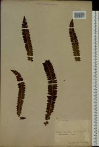 Polystichum lonchitis (L.) Roth, Siberia, Chukotka & Kamchatka (S7) (Russia)