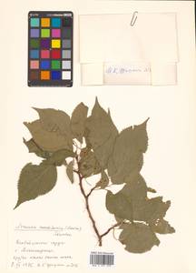 Prunus armeniaca L., Siberia, Russian Far East (S6) (Russia)