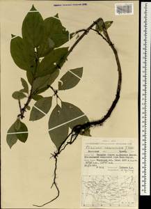 Rhamnus ussuriensis J.J. Vassil., Mongolia (MONG) (Mongolia)