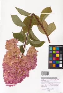 Hydrangea paniculata Siebold, Eastern Europe, Moscow region (E4a) (Russia)