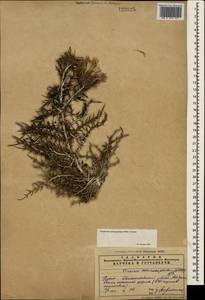 Ptilostemon echinocephalus (Willd.) Greuter, Crimea (KRYM) (Russia)