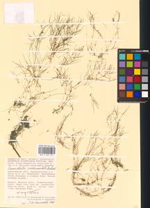 Zannichellia palustris subsp. pedicellata (Rosén & Wahlenb.) Hook.f., Eastern Europe, Lower Volga region (E9) (Russia)