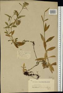 Dianthus barbatus, Eastern Europe, Middle Volga region (E8) (Russia)