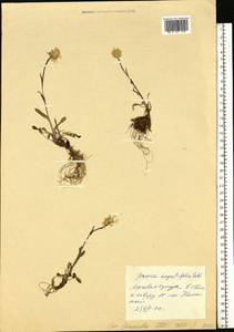 Arnica angustifolia subsp. alpina (L.) I. K. Ferguson, Siberia, Western Siberia (S1) (Russia)