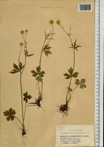 Ranunculus grandifolius C. A. Mey., Siberia, Altai & Sayany Mountains (S2) (Russia)