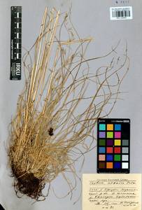 Festuca altaica Trin., Siberia, Baikal & Transbaikal region (S4) (Russia)