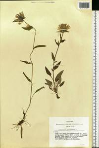 Campanula glomerata L., Siberia, Altai & Sayany Mountains (S2) (Russia)