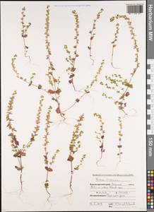 Veronica arvensis L., Caucasus, Krasnodar Krai & Adygea (K1a) (Russia)