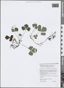 Geum ternatum subsp. ternatum, Siberia, Baikal & Transbaikal region (S4) (Russia)