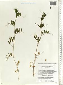 Vicia sativa subsp. nigra (L.)Ehrh., Eastern Europe, Rostov Oblast (E12a) (Russia)