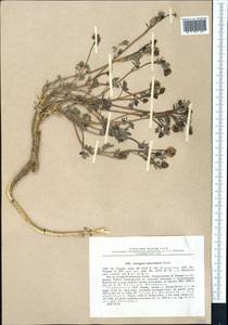 Astragalus heterodontus Boriss., Middle Asia, Pamir & Pamiro-Alai (M2) (Tajikistan)