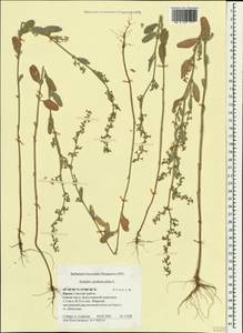 Halimione pedunculata (L.) Aellen, Crimea (KRYM) (Russia)