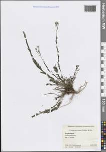Linum nervosum Waldst. & Kit., Caucasus, Azerbaijan (K6) (Azerbaijan)