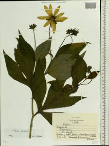 Rudbeckia laciniata L., Eastern Europe, Moscow region (E4a) (Russia)