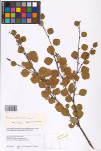 Betula intermedia (Hartm.) E.Thomas ex Gaudin, Siberia, Western Siberia (S1) (Russia)