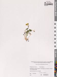 Ranunculus eschscholtzii Schltdl., Siberia, Chukotka & Kamchatka (S7) (Russia)