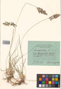 Poa angustifolia L., Siberia, Russian Far East (S6) (Russia)