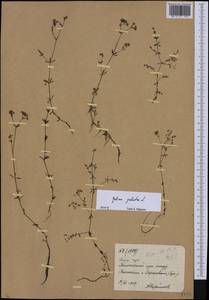 Galium palustre L., Eastern Europe, Moscow region (E4a) (Russia)