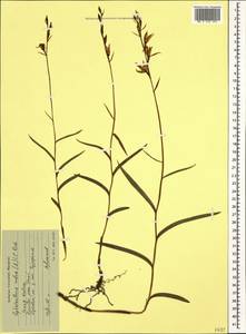 Cephalanthera rubra (L.) Rich., Caucasus, Krasnodar Krai & Adygea (K1a) (Russia)