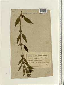 Chaiturus marrubiastrum (L.) Ehrh. ex Rchb., Eastern Europe, Lower Volga region (E9) (Russia)