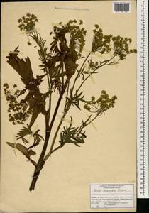 Berula repanda (Hiern) Spalik & S. R. Downie, Africa (AFR) (South Africa)