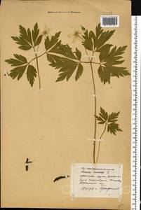 Anemone nemorosa L., Eastern Europe, North-Western region (E2) (Russia)