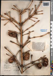 Picea brachytyla var. brachytyla, Siberia, Chukotka & Kamchatka (S7) (Russia)