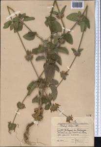 Stachys setifera C.A.Mey., Middle Asia, Western Tian Shan & Karatau (M3) (Uzbekistan)