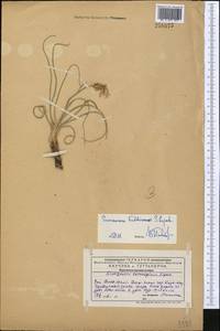 Pseudopodospermum inconspicuum (Lipsch.) Zaika, Sukhor. & N. Kilian, Middle Asia, Western Tian Shan & Karatau (M3) (Kazakhstan)