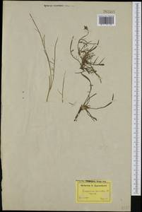 Podospermum laciniatum, Western Europe (EUR) (Finland)