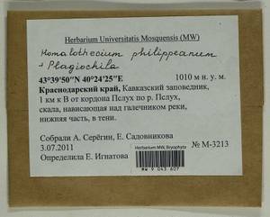 Homalothecium philippeanum (Spruce) Schimp., Bryophytes, Bryophytes - North Caucasus & Ciscaucasia (B12) (Russia)