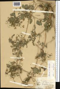 Clematis orientalis L., Middle Asia, Kopet Dag, Badkhyz, Small & Great Balkhan (M1) (Turkmenistan)