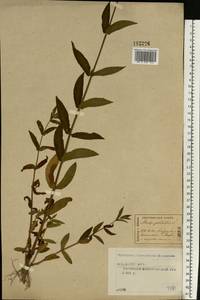 Stachys palustris L., Eastern Europe, Central forest region (E5) (Russia)