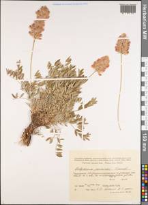 Hedysarum poncinsii Franch., Middle Asia, Pamir & Pamiro-Alai (M2) (Tajikistan)