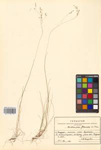 Avenella flexuosa (L.) Drejer, Siberia, Russian Far East (S6) (Russia)