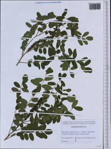 Amorpha fruticosa L., Western Europe (EUR) (Hungary)